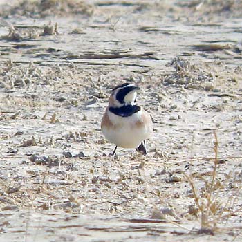 Temminck's Lark