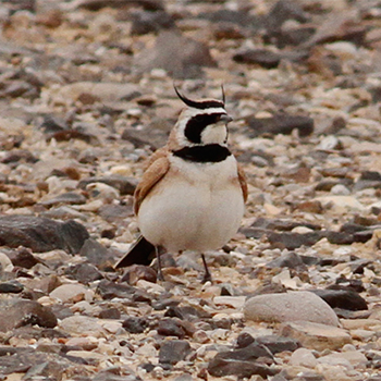 Temminck's Lark