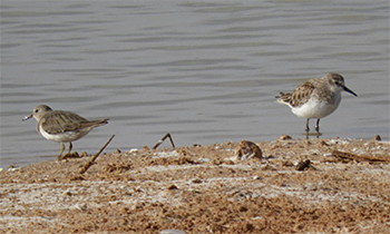 Temminck's and Little Stints