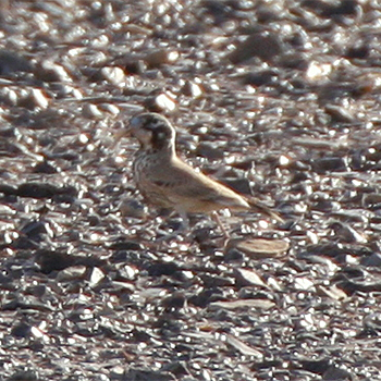 Thick-billed Lark
