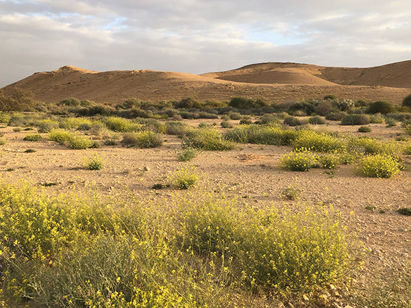 Wadi Barak