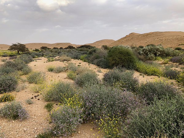 Wadi Barak