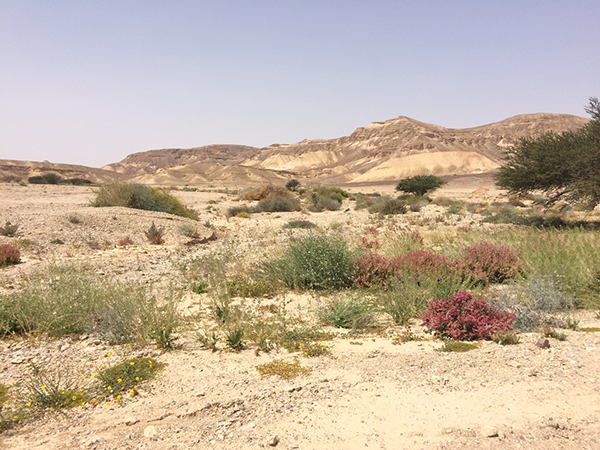 Wadi Ye'elon