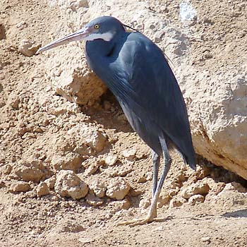 Western Reef-heron