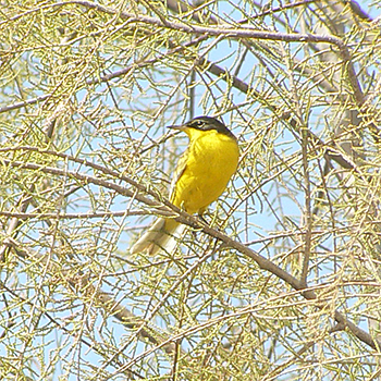 Western Yellow (Black-headed) Wagtail)