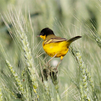 Western Yellow Wagtail (<em>feldegg</em>)