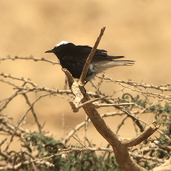White-crowned Wheatear