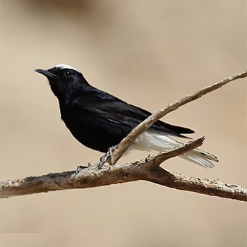 White-crowned Wheatear