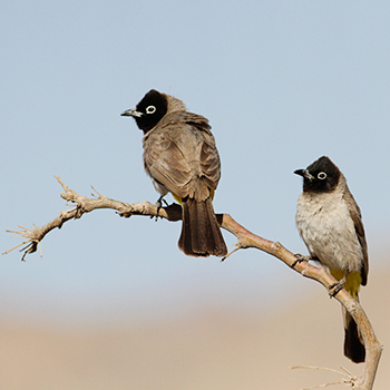White-spectacled Bulbul