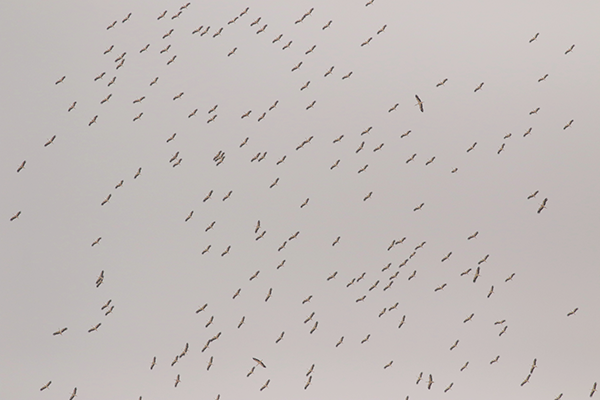 White Storks