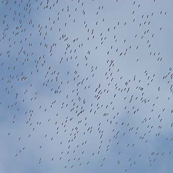 White Storks
