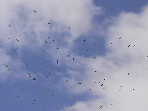 White Storks