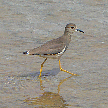White-tailed Lapwing