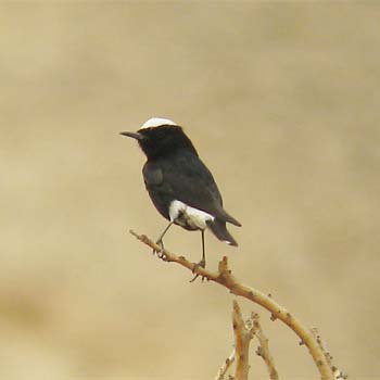White-crowned Wheatear