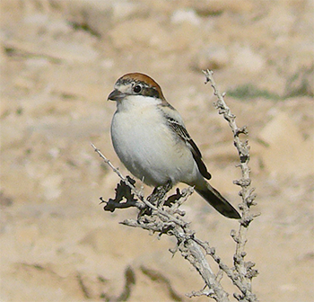 Woodchat Shrike
