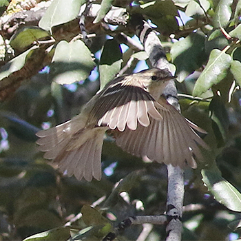 Yellow-browed Warbler