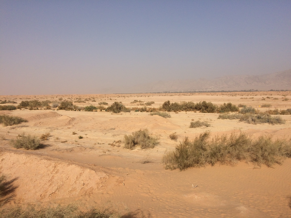 Yotvata Dunes
