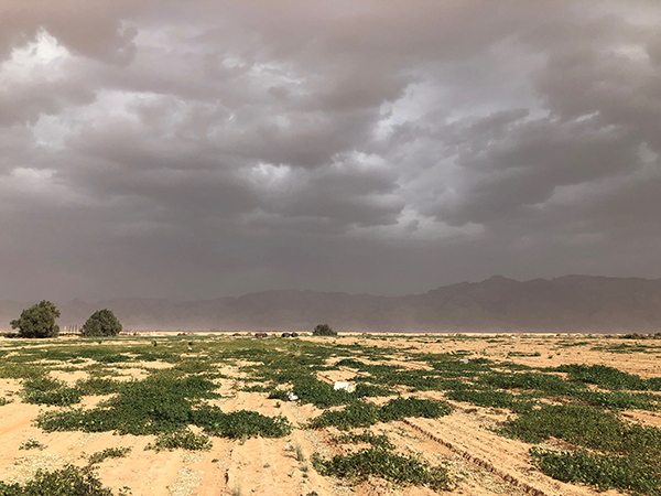 Yotvata Fields