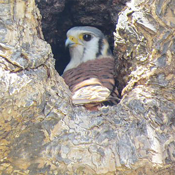 American Kestrel