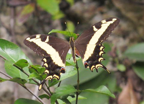 Bahamian Swallowtail
