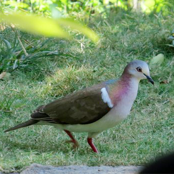 Caribbean Dove