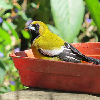 Jamaican Oriole
