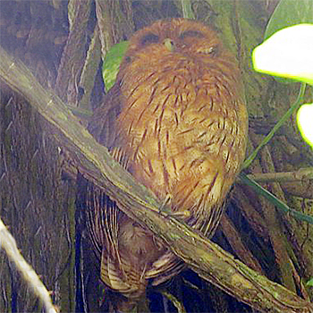 Jamaican Owl