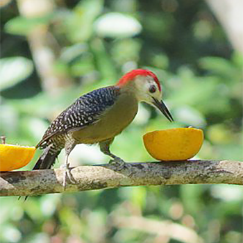 Jamaican Woodpecker