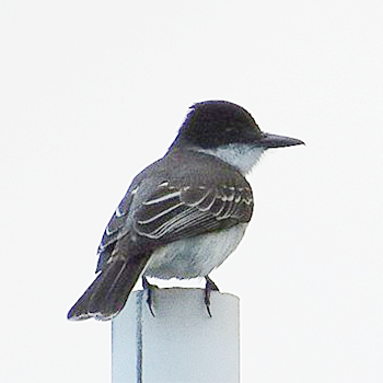 Loggerhead Kingbird