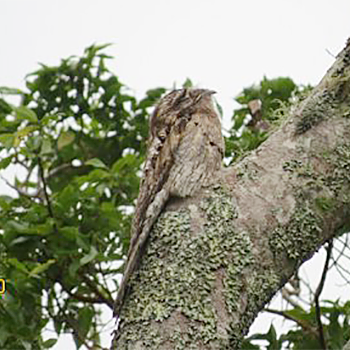 Northern Potoo