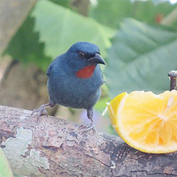 Orangequit