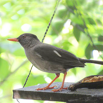 White-chinned Thrush