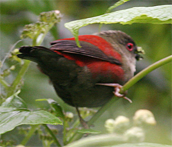 Abyssinian Crimsonwing