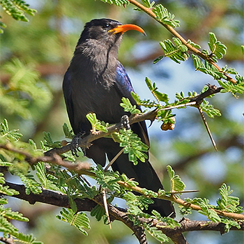 Abyssinian Scimitarbill