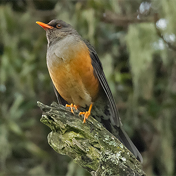 Abyssinian Thrush