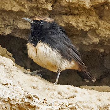 Abyssinian Wheatear