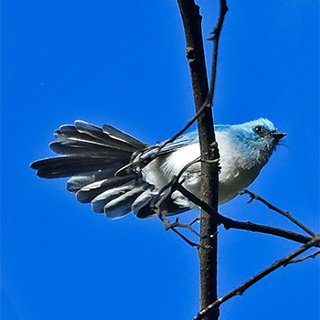 African Blue Flycatcher