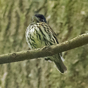 African Broadbill