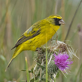 African Citril