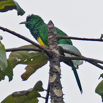 African Emerald Cuckoo