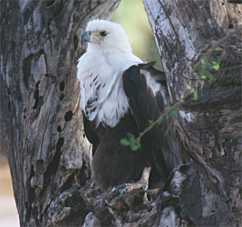 African Fish-eagle