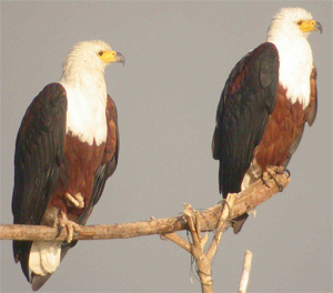African Fish-eagle