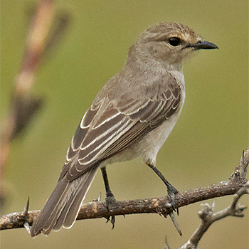 African Grey Flycatcher