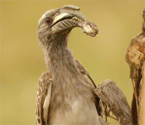 African Grey Hornbill