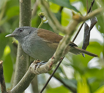 African Hill Babbler