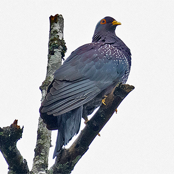 African Olive (Rameron) Pigeon