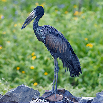 African Openbill