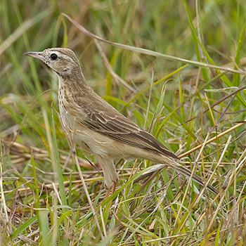 African Pipit