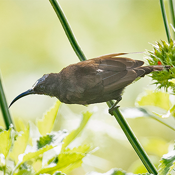 Amethyst Sunbird