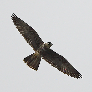 Amur Falcon